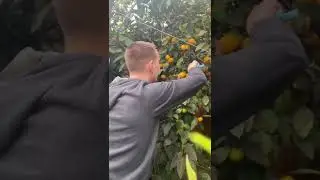 Пицунда  Собираем мандарины 🍊