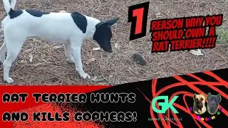 The Rat Terrier Is The Best Dog To Keep Control Of Small Animals And Insects.