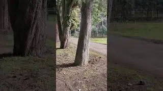 #недвижимость Абхазия #пицунда