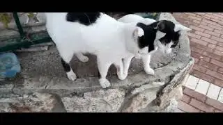 КОШКИ - СИАМСКИЕ БЛИЗНЕЦЫ