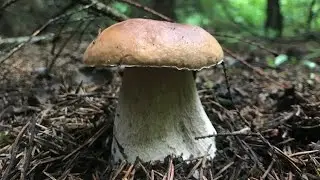 В лес за белыми грибами! Удачная тихая охота!