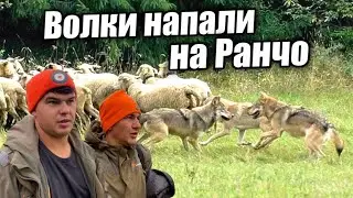 Охотимся ночью на волков прямо на Ранчо/ Деревенские будни фермера