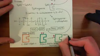 The Vascular Endothelial Growth Factor Part 5