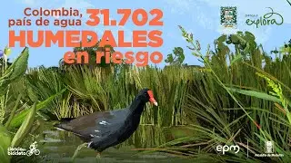 Colombia, a country of water: 31,702 wetlands at risk | Explora Park