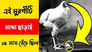 এই মুরগীটি🐔মাথা ছাড়াই ১৮ মাস বেঁচে ছিলো 😱 /Mirakle mike the headless chicken 