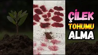 Simple Way of Collecting Strawberry Seeds