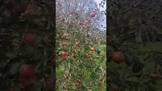 Apple Garden @UK