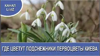 Где растут подснежники  Первоцветы Киева  WHERE DO THE SNOWDROPS FLOWER THE FIRST FLOWERS OF KIEV