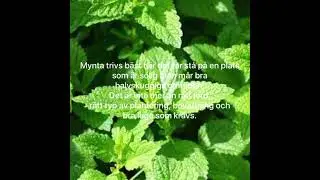 Odling mynta kruka.