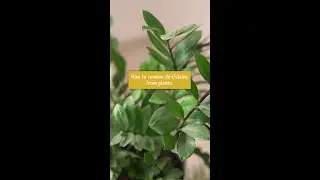 How to remove Dirt/ Strains from Plants