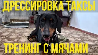 Дрессировка таксы Гавра. Тренинг с мячами