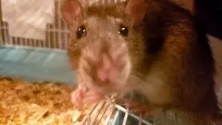 Chill Ratties #1