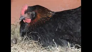 Faire découver une poule en lui faisant perdre ses points de repaire, elle se remettra à pondre ...