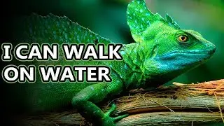 Basilisk Lizard facts: they're also known as Jesus Christ lizards | Animal Fact Files