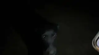 Doggo