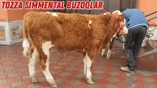 Simmental buzoqlar 4/5 Oylik Tozza Qonli  Mollar ☎️+998 33 677 73 26