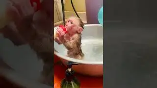 Adorable #monkey #baby #shortvideo #cute