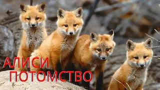 АЛИСИ ПОТОМСТВО