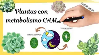 Las PLANTAS con METABOLISMO CAM
