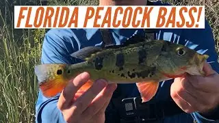Florida Peacock Bass Fishing! Live Bait! My First Ever