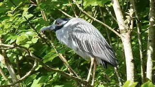 Yellow-crowned Night Heron (Belcarra, Mayo, Ireland 1st June 2024)