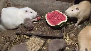 Нутрии едят арбуз