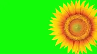 Flower Slideshow Green Screen Chroma Key  - Copyright FREE Videos EP 1 