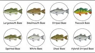 Every Bass Species Explained — 8 Types and How to Catch Each One