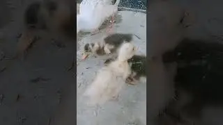 Beautiful Ducklings 🦆