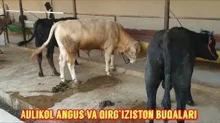 Qirg‘iziston buqachalari keldi sotiladi shoshiling.