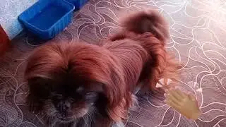 Взяла щётку почесать Ричи😂и тут началось.. Ламбада..