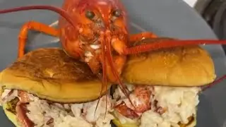 MAINE Lobester Rolls