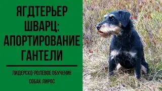 Ягдтерьер Шварц. Апортирование гантели