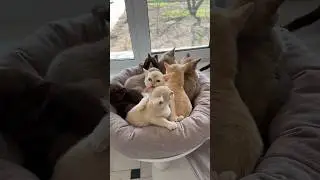Угадаете сколько окрасов на видео? #бурма #cat #бурманскиекотята #kitten #catlover #cute #купитькота