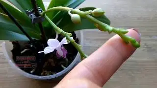 How to FERTILIZE ORCHIDS, my personal experience, Phalaenopsis 