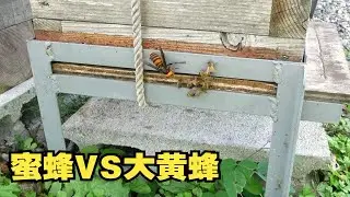 大黄蜂攻击蜜蜂，却遭到蜂群奇葩的反击方式。