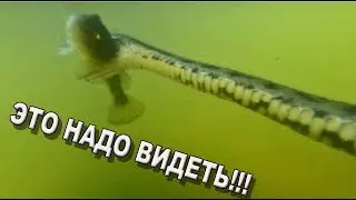 Нашел золото, а рядом тащат сома 