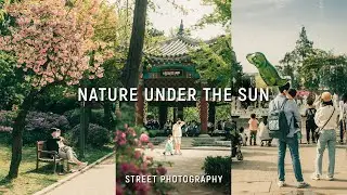 I Went to Seoul’s Most GRAND Family Theme Park for Flowers | POV Street Photography (24-70mm II)