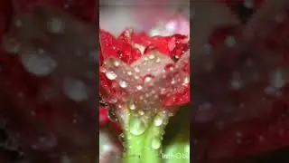 хэерле кич дусларым.
