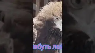 кто возьмёт?