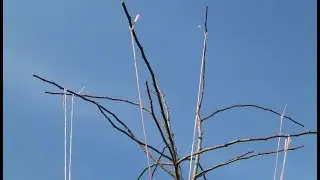 Плодоношение груши