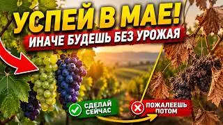 Don't Do This With Grapes in May! Just One Mistake and the Crop Will Die: A Step-by-Step Plan