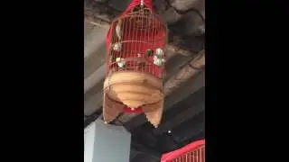 Khuyên líu xoè