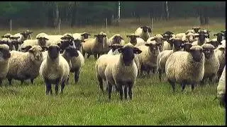 Die Rueckkehr der Woelfe