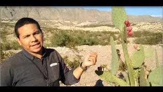 Desert Survival Food: Cactus Fruit -Junkyard Fox