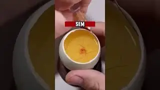 How to raise ducks 