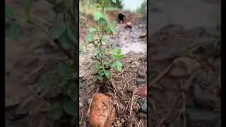 Mini rock crawler river bash