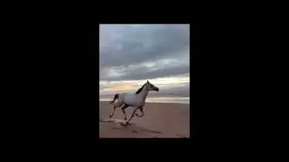 выбирай свой лошадь