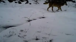 YABAN HAYATI / Fotokapan Kontrolü ve Kurulumu 