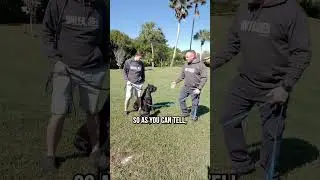 How to Introduce a Puppy to a Full Grown Dog